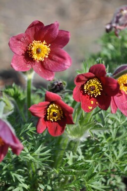 Red pasqueflower Pulsatilla vulgaris 'Rubra' 5-10 pot P9 Pulsatilla vulgaris 'Rubra'