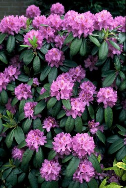 Rhododendron Rhododendron 'Catawbiense grandiflorum' shrub 60-80 pot C12