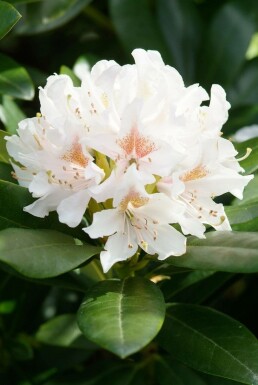 Rhododendron Rhododendron 'Cunningham's White' shrub 40-50 pot C7,5