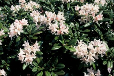 Rhododendron Rhododendron 'Cunningham's White' shrub 40-50 pot C7,5