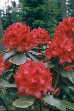 Rhododendron Rhododendron 'Nova Zembla' shrub 60-80 pot C12