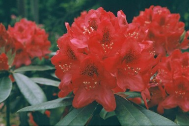 Rhododendron Rhododendron 'Nova Zembla' shrub 60-80 pot C12