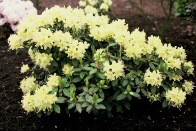 Rhododendron Rhododendron 'Princess Anne' shrub 20-30 pot C2