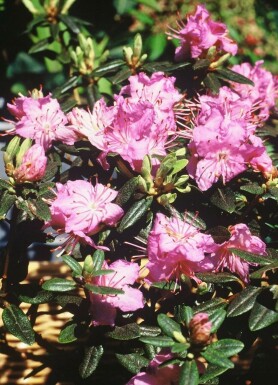 Rhododendron Rhododendron 'Ramapo' shrub 20-30 pot C2