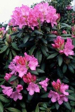 Rhododendron Rhododendron 'Roseum Elegans' shrub 60-80 pot C10