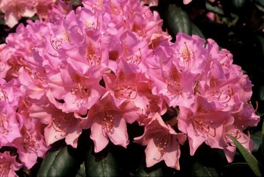 Rhododendron Rhododendron 'Roseum Elegans' shrub 60-80 pot C10