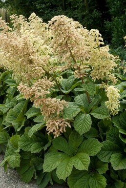 Chestnut-leaved rodgersia Rodgersia aesculifolia 5-10 pot P9 Rodgersia aesculifolia