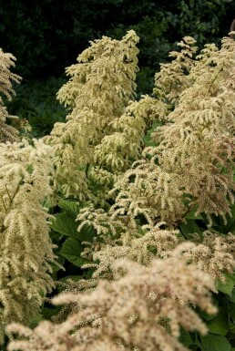 Chestnut-leaved rodgersia Rodgersia aesculifolia 5-10 pot P9 Rodgersia aesculifolia