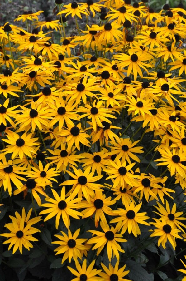 Black-eyed Susan Rudbeckia fulgida 'Goldsturm' 10-15 pot C2 Rudbeckia fulgida 'Goldsturm'