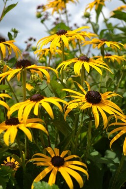 Black-eyed Susan Rudbeckia fulgida 'Goldsturm' 10-15 pot C2 Rudbeckia fulgida 'Goldsturm'