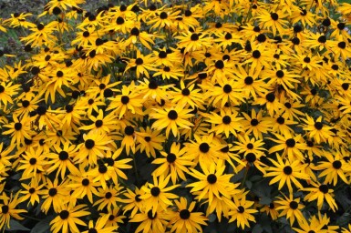 Black-eyed Susan Rudbeckia fulgida 'Goldsturm' 10-15 pot C2 Rudbeckia fulgida 'Goldsturm'