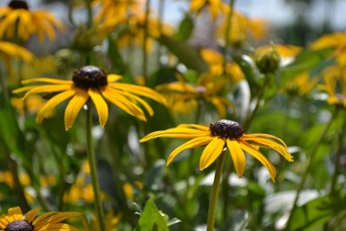 Black-eyed Susan Rudbeckia fulgida 'Goldsturm' 10-15 pot C2 Rudbeckia fulgida 'Goldsturm'