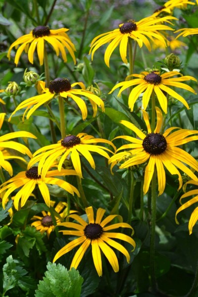 Black-eyed Susan Rudbeckia fulgida 'Goldsturm' 5-10 pot P9 Rudbeckia fulgida 'Goldsturm'