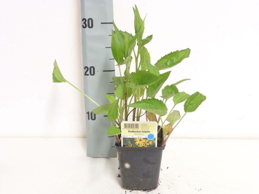 Black-eyed Susan Rudbeckia fulgida 'Goldsturm' 5-10 pot P9 Rudbeckia fulgida 'Goldsturm'