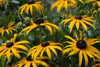 Black-eyed Susan Rudbeckia fulgida 'Goldsturm' 5-10 pot P9