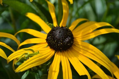 Black-eyed Susan Rudbeckia fulgida 'Goldsturm' 5-10 pot P9 Rudbeckia fulgida 'Goldsturm'