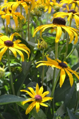 Black-eyed Susan Rudbeckia fulgida 'Goldsturm' 5-10 pot P9 Rudbeckia fulgida 'Goldsturm'