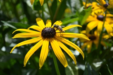 Black-eyed Susan Rudbeckia fulgida 'Goldsturm' 5-10 pot P9 Rudbeckia fulgida 'Goldsturm'