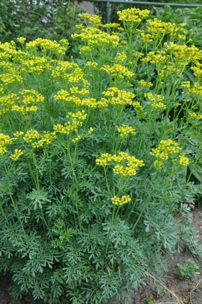Common rue Ruta graveolens 5-10 pot P9 Ruta graveolens