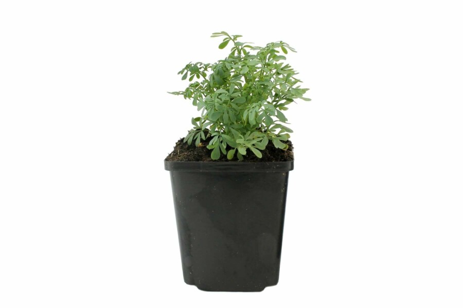 Common rue Ruta graveolens 5-10 pot P9 Ruta graveolens