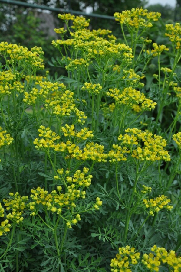 Common rue Ruta graveolens 5-10 pot P9 Ruta graveolens