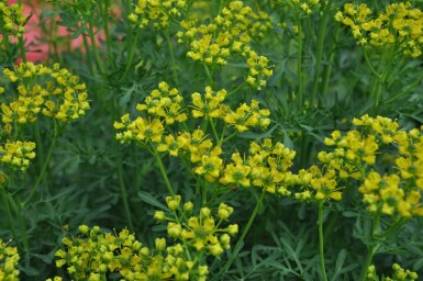 Common rue Ruta graveolens 5-10 pot P9 Ruta graveolens