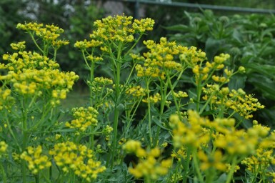 Common rue Ruta graveolens 5-10 pot P9 Ruta graveolens