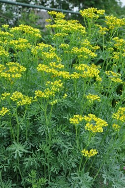 Common rue Ruta graveolens 5-10 pot P9 Ruta graveolens