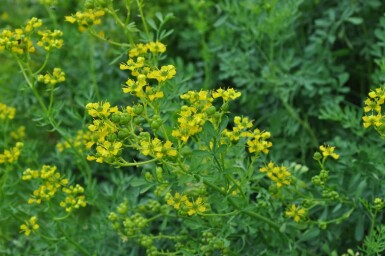 Common rue Ruta graveolens 5-10 pot P9 Ruta graveolens