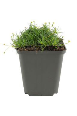 Heath pearlwort Sagina subulata 5-10 pot P9 Sagina subulata