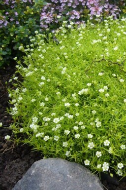 Heath pearlwort Sagina subulata 5-10 pot P9