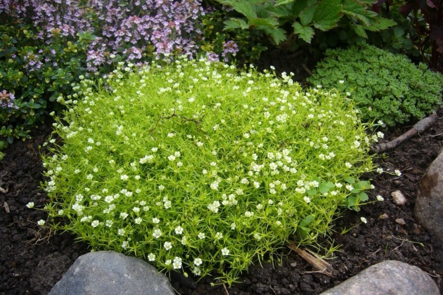 Heath pearlwort Sagina subulata 5-10 pot P9 Sagina subulata