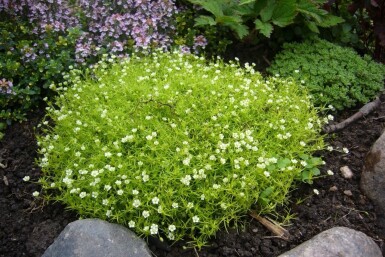 Heath pearlwort Sagina subulata 5-10 pot P9 Sagina subulata