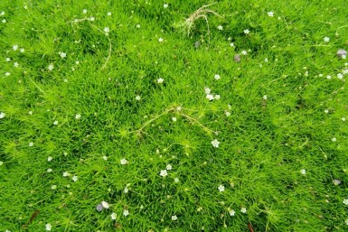 Heath pearlwort Sagina subulata 5-10 pot P9 Sagina subulata