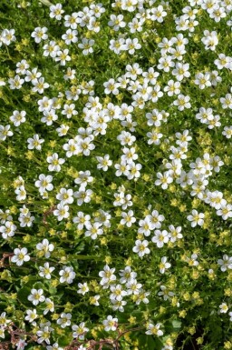Heath pearlwort Sagina subulata 5-10 pot P9 Sagina subulata