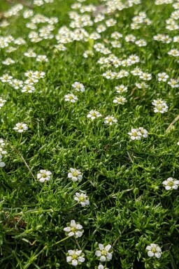 Heath pearlwort Sagina subulata 5-10 pot P9 Sagina subulata