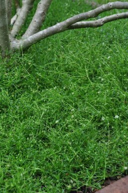 Heath pearlwort Sagina subulata 5-10 pot P9 Sagina subulata