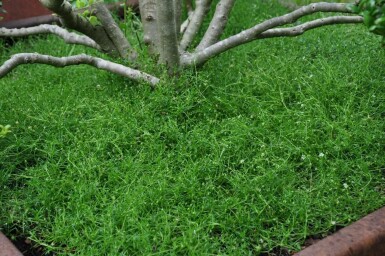 Heath pearlwort Sagina subulata 5-10 pot P9 Sagina subulata
