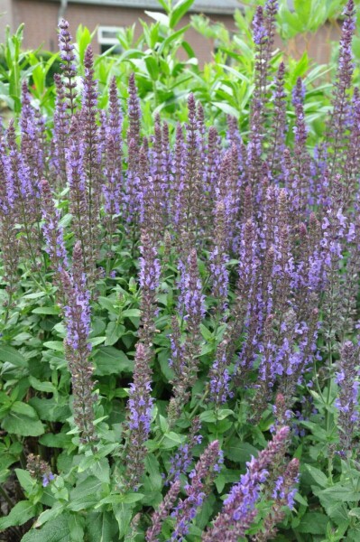 Balkan clary Salvia nemorosa 'Blaukonigin' 5-10 pot P9 Salvia nemorosa 'Blaukonigin'