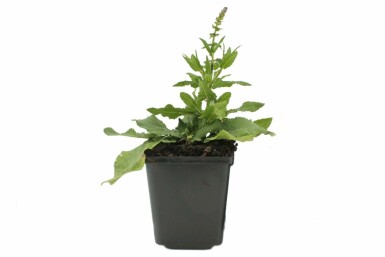 Balkan clary Salvia nemorosa 'Blaukonigin' 5-10 pot P9 Salvia nemorosa 'Blaukonigin'