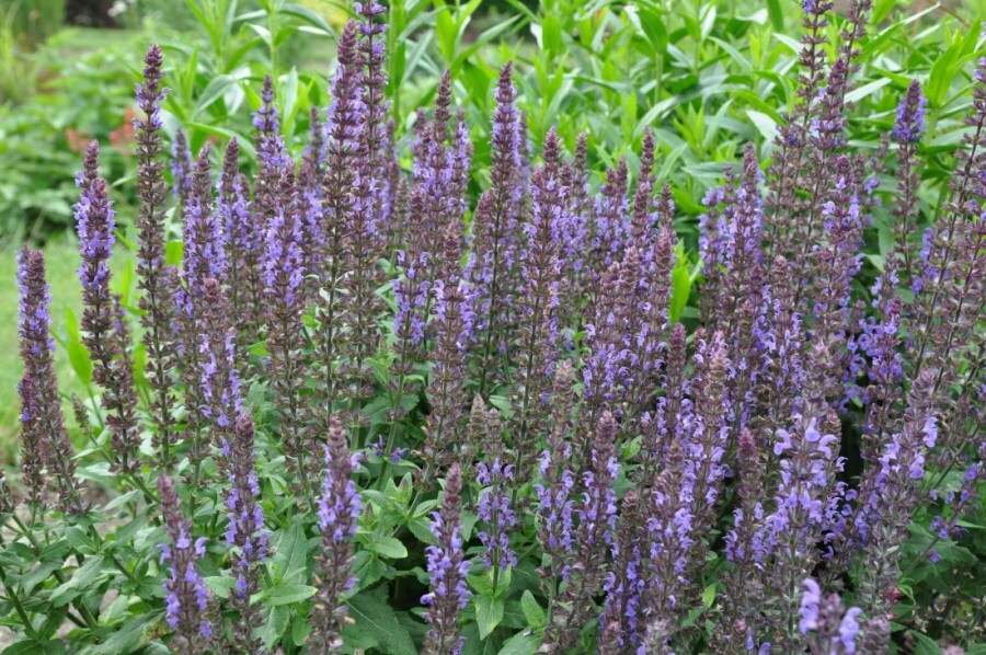 Balkan clary Salvia nemorosa 'Blaukonigin' 5-10 pot P9 Salvia nemorosa 'Blaukonigin'