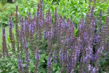 Balkan clary Salvia nemorosa 'Blaukonigin' 5-10 pot P9 Salvia nemorosa 'Blaukonigin'