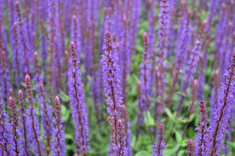 Balkan clary Salvia nemorosa 'Caradonna' 5-10 pot P9 Salvia nemorosa 'Caradonna'