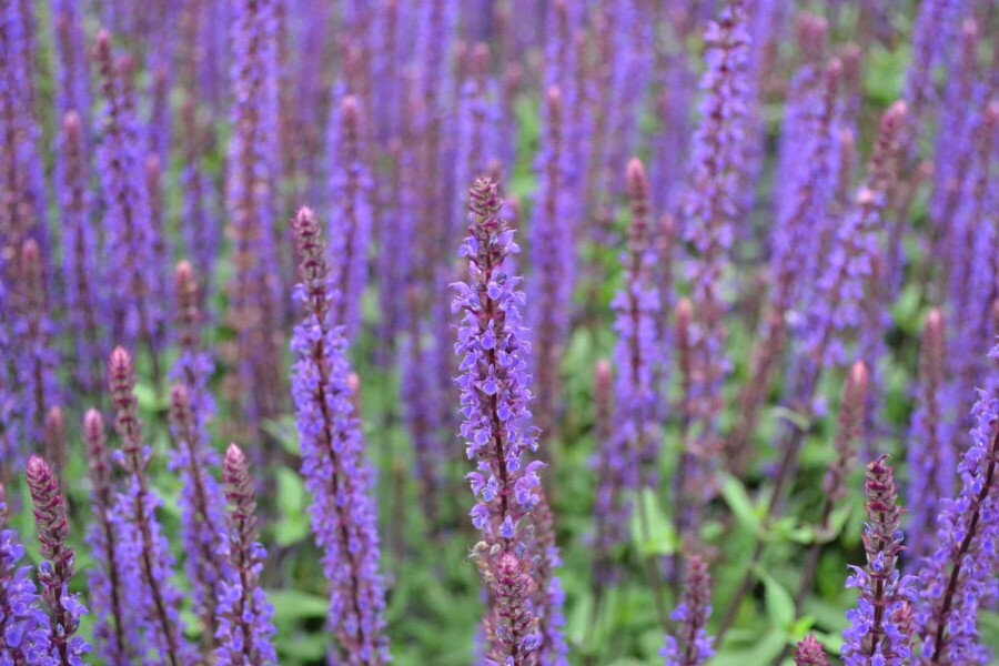 Balkan clary Salvia nemorosa 'Caradonna' 5-10 pot P9 Salvia nemorosa 'Caradonna'