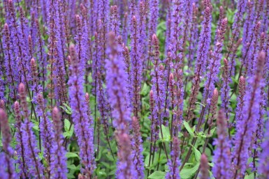 Balkan clary Salvia nemorosa 'Caradonna' 5-10 pot P9 Salvia nemorosa 'Caradonna'
