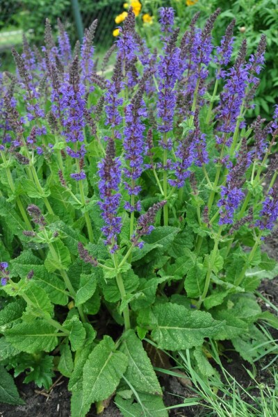 Wood sage Salvia nemorosa 'Mainacht' 5-10 pot P9 Salvia nemorosa 'Mainacht'
