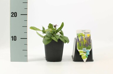 Wood sage Salvia nemorosa 'Mainacht' 5-10 pot P9