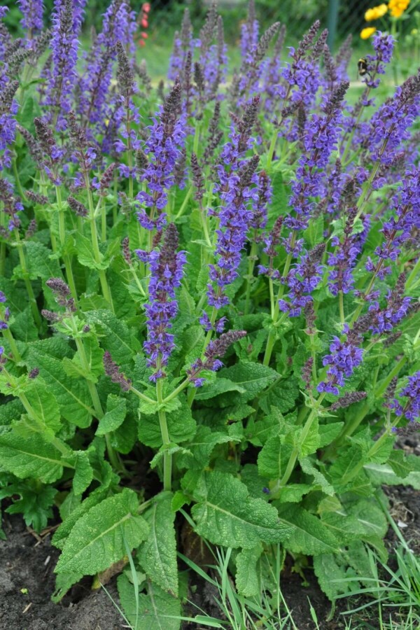 Wood sage Salvia nemorosa 'Mainacht' 5-10 pot P9 Salvia nemorosa 'Mainacht'