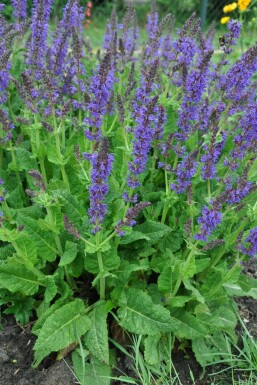 Wood sage Salvia nemorosa 'Mainacht' 5-10 pot P9