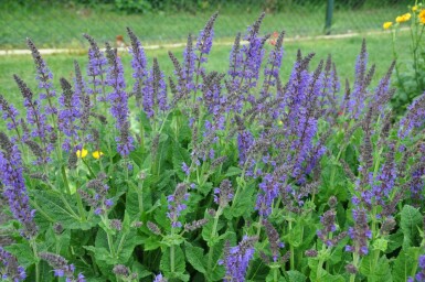 Wood sage Salvia nemorosa 'Mainacht' 5-10 pot P9 Salvia nemorosa 'Mainacht'